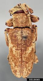  Midamiella hecabe , holotype specimen; © E.H. Nearns